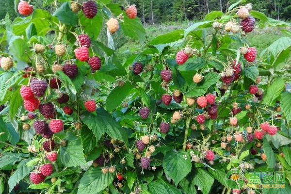覆盆子的五个种植高产管理要点-图片版权归惠农网所有