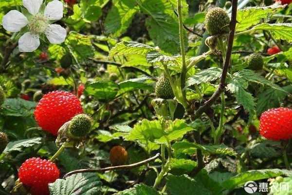 覆盆子的田间管理要点-图片版权归惠农网所有
