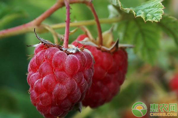 覆盆子种植时间及方法-图片版权归惠农网所有