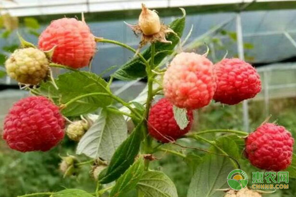 覆盆子种植时间及方法-图片版权归惠农网所有