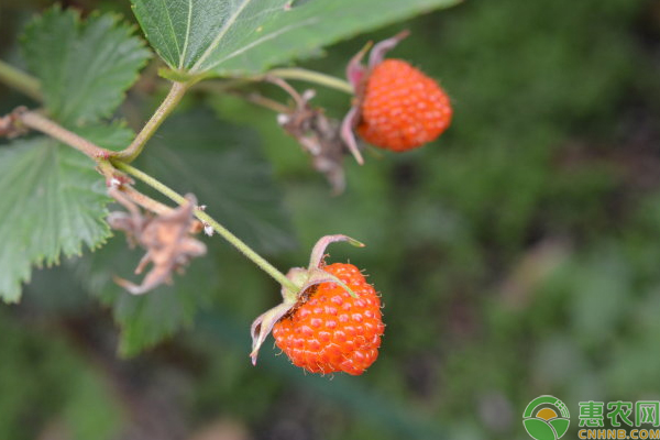覆盆子怎么栽培?覆盆子主要栽培管理技术 覆盆子怎么栽培?覆盆子主要栽培管理技术-图片版权归惠农网所有