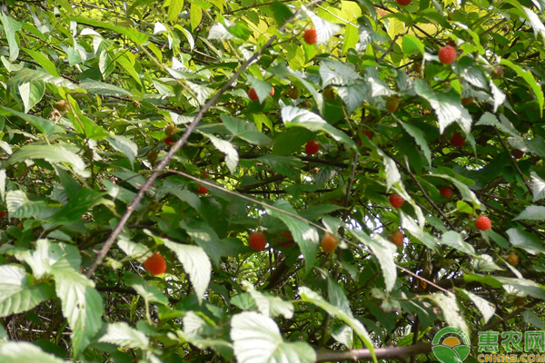 覆盆子怎么栽培? 覆盆子怎么栽培?覆盆子主要栽培管理技术-图片版权归惠农网所有
