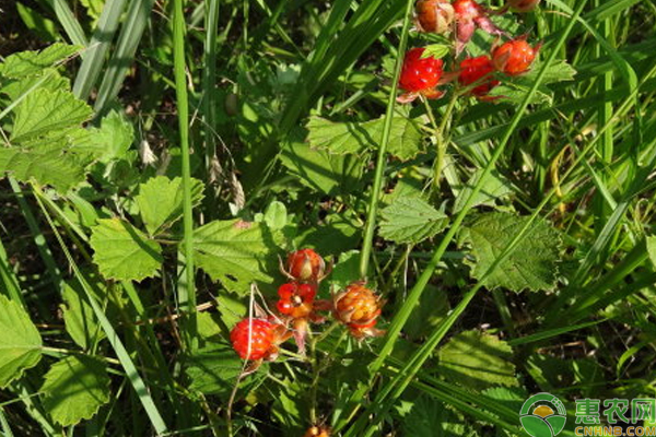 覆盆子主要栽培管理技术 覆盆子怎么栽培?覆盆子主要栽培管理技术-图片版权归惠农网所有
