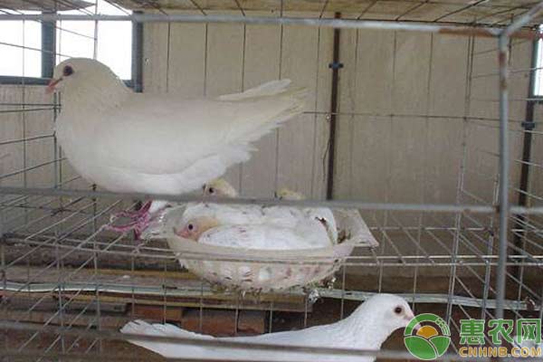 怎么让鸽子快速繁殖？配合期、孵蛋期、育雏期很关键-图片版权归惠农网所有