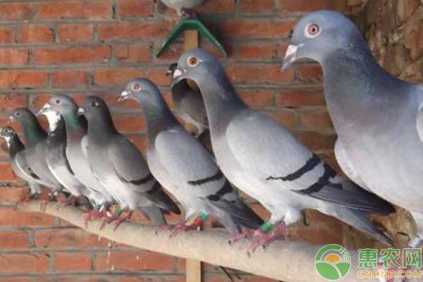 怎么让鸽子快速繁殖？配合期、孵蛋期、育雏期很关键-图片版权归惠农网所有