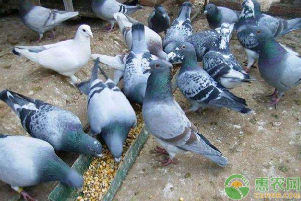 怎么让鸽子快速繁殖？配合期、孵蛋期、育雏期很关键-图片版权归惠农网所有