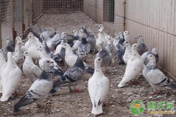 养鸽小白变成专业养鸽第一步：信鸽羽色尽量统一-图片版权归惠农网所有