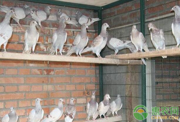 养鸽小白变成专业养鸽第一步：信鸽羽色尽量统一-图片版权归惠农网所有