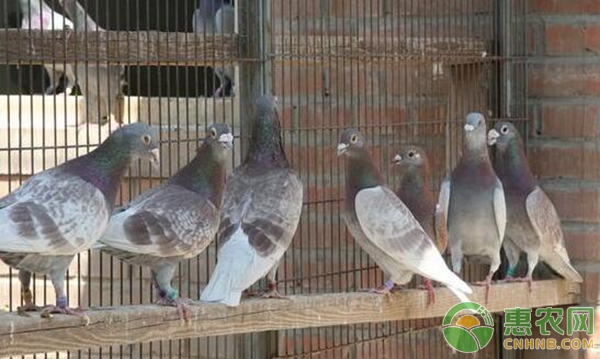 养鸽小白变成专业养鸽第一步：信鸽羽色尽量统一-图片版权归惠农网所有