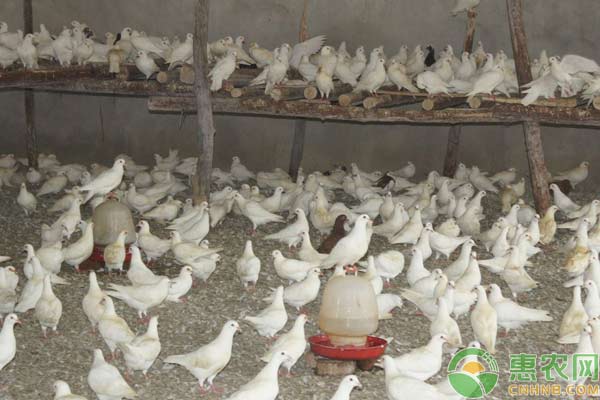 养殖鸽子技术大全-图片版权归惠农网所有