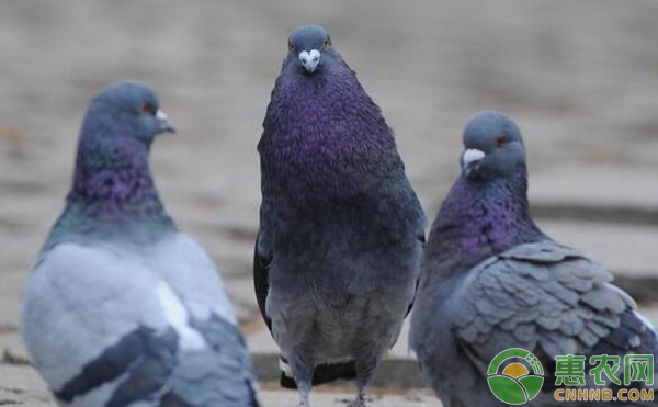 赛鸽饲养管理技术：别喂了！吃饱的赛鸽不顾家-图片版权归惠农网所有