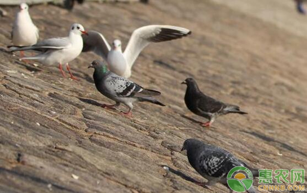 赛鸽饲养管理技术：别喂了！吃饱的赛鸽不顾家-图片版权归惠农网所有