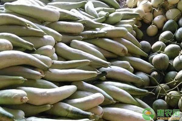 羊角蜜甜瓜种植技术-图片版权归惠农网所有
