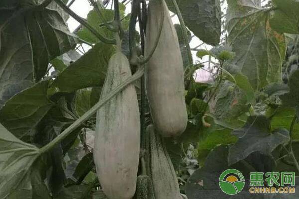 羊角蜜甜瓜种植技术-图片版权归惠农网所有