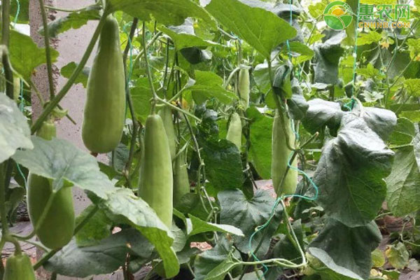 羊角蜜甜瓜种植方法和管理-图片版权归惠农网所有