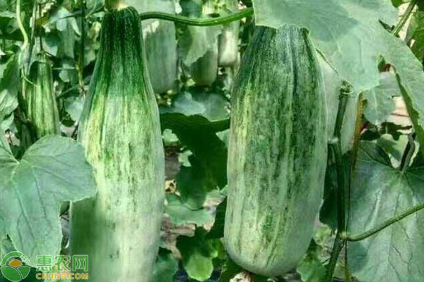 羊角蜜甜瓜种植方法和管理-图片版权归惠农网所有