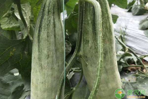 羊角蜜甜瓜种植方法和管理-图片版权归惠农网所有