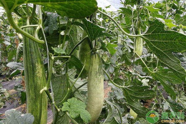 羊角蜜高产种植技术-图片版权归惠农网所有