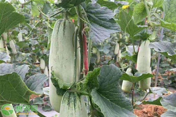 羊角蜜高产种植技术-图片版权归惠农网所有