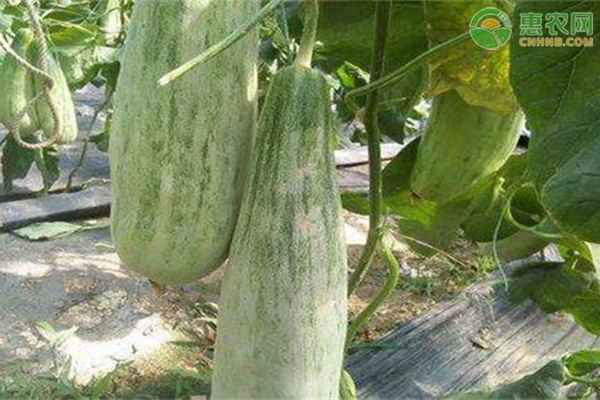 羊角蜜高产种植技术-图片版权归惠农网所有