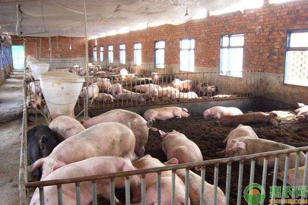 猪养殖常见病害有那些？常见猪病的预防及治疗技巧-图片版权归惠农网所有