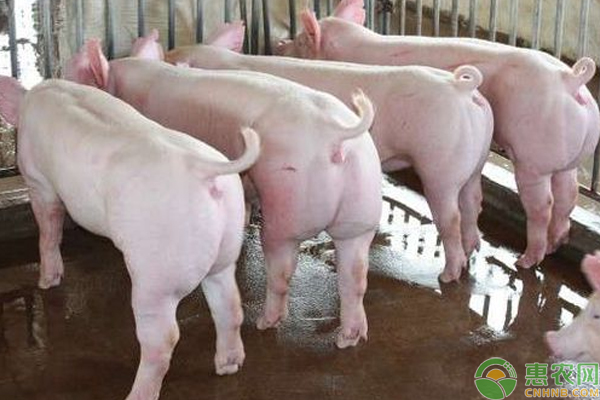 猪养殖常见病害有那些？常见猪病的预防及治疗技巧-图片版权归惠农网所有