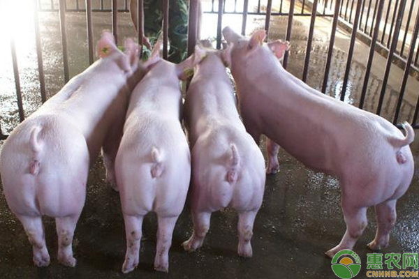 猪养殖常见病害有那些？常见猪病的预防及治疗技巧-图片版权归惠农网所有