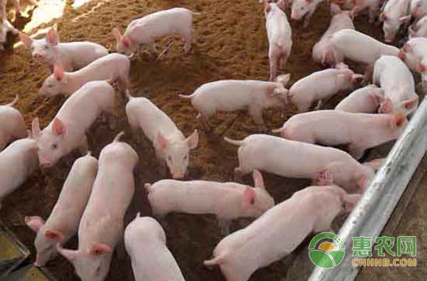 养猪技巧：猪突发胀气的原因以及防治措施-图片版权归惠农网所有