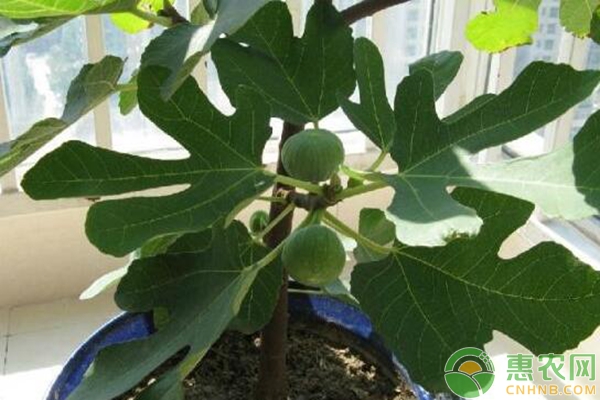 无花果怎么种植？无花果种植栽培管理要点-图片版权归惠农网所有