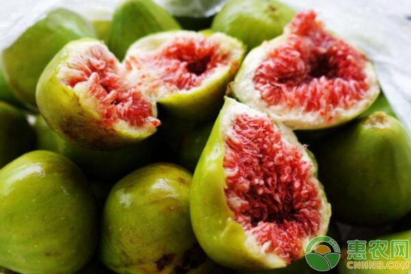 无花果怎么种植？无花果种植栽培管理要点-图片版权归惠农网所有