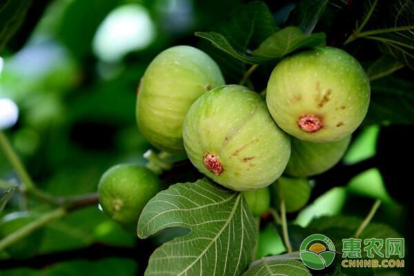 无花果怎么种植？无花果种植栽培管理要点-图片版权归惠农网所有