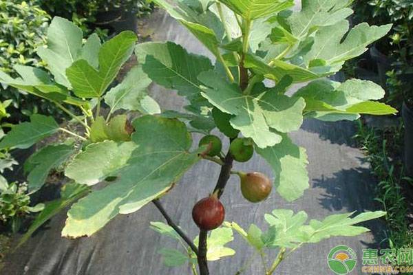 无花果扦插时间和方法 无花果扦插时间和方法-图片版权归惠农网所有