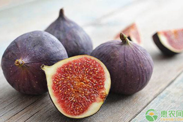 无花果栽种的几个要点介绍-图片版权归惠农网所有