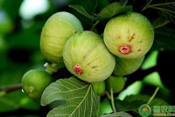 无花果栽种的几个要点介绍-图片版权归惠农网所有