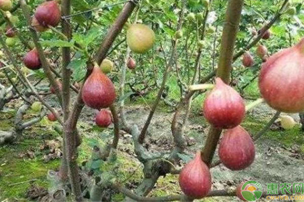 无花果栽种的几个要点介绍-图片版权归惠农网所有
