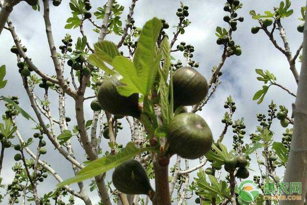无花果的高产种植技术及管理要点 无花果的高产种植技术及管理要点-图片版权归惠农网所有