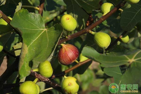 无花果的高产种植技术及管理要点 无花果的高产种植技术及管理要点-图片版权归惠农网所有