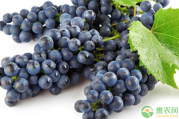 新手如何种植黑加仑？这几个方法一学就会！-图片版权归惠农网所有