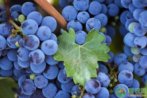 新手如何种植黑加仑？这几个方法简单又好学！-图片版权归惠农网所有