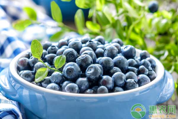 黑加仑栽培技术-图片版权归惠农网所有