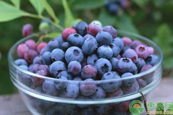 黑加仑栽培技术-图片版权归惠农网所有