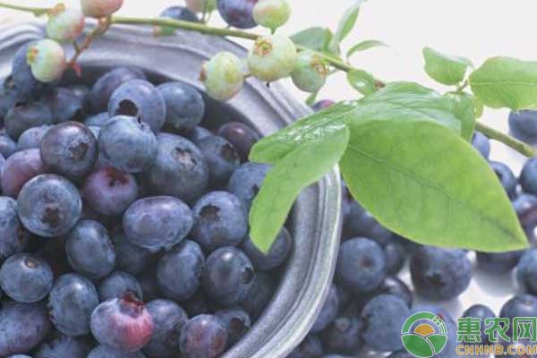 黑加仑栽培技术-图片版权归惠农网所有