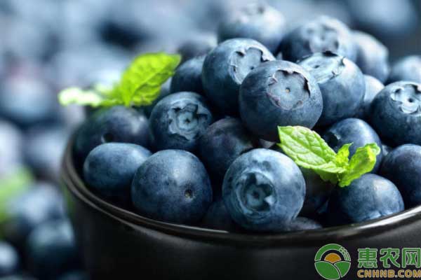 黑加仑栽培技术-图片版权归惠农网所有