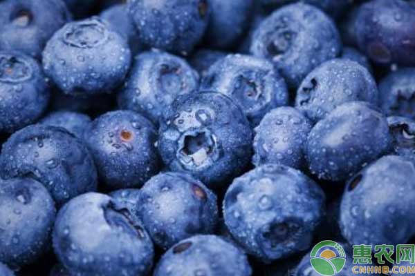 黑加仑栽培技术-图片版权归惠农网所有