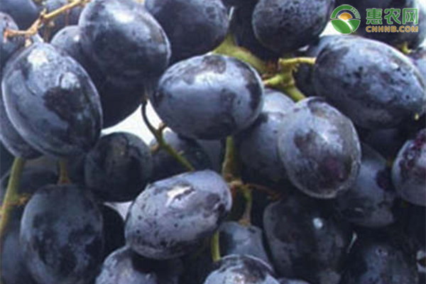 黑加仑高产种植方法-图片版权归惠农网所有