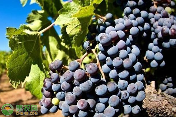 黑加仑高产种植方法-图片版权归惠农网所有