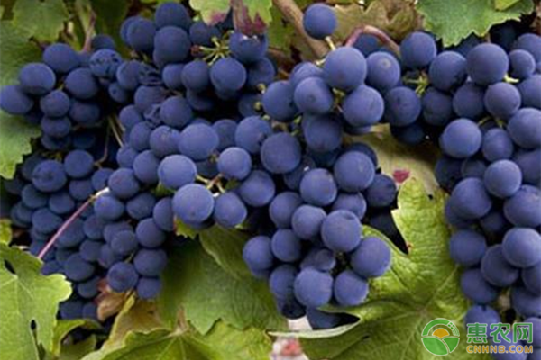 黑加仑高产种植方法-图片版权归惠农网所有