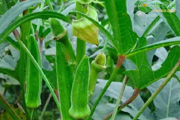 种植秋葵如何进行田间管理?-图片版权归惠农网所有