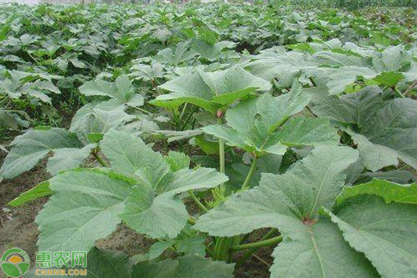 种植秋葵如何进行田间管理?-图片版权归惠农网所有