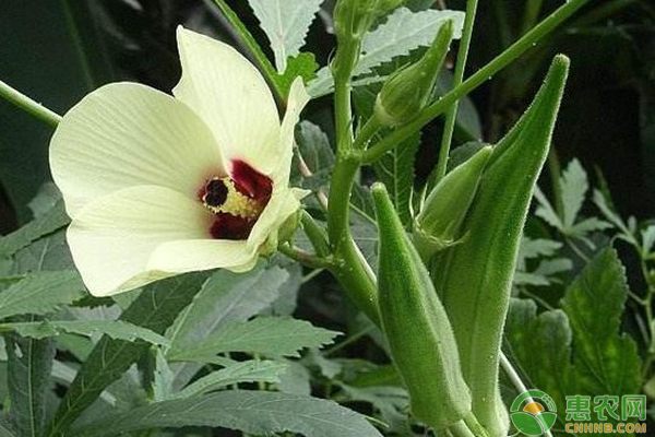 种植秋葵如何进行田间管理?-图片版权归惠农网所有